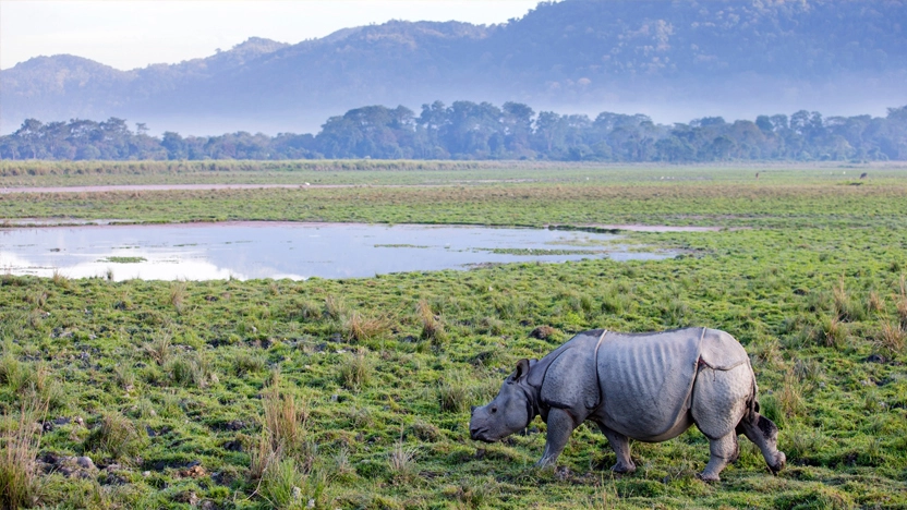 Wildlife in Kaziranga National Park